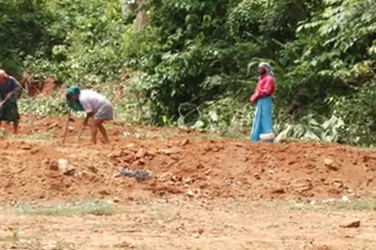 Prosperity Kerala Project; Cultivation has started in Kudumbam  സുഭിക്ഷ കേരളം പദ്ധതി  Cultivation has started in Kudumbam  കുടമുണ്ടയിൽ കൃഷി ആരംഭിച്ചു