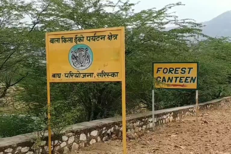 alwar news, Sariska closed, Wildlife in Sariska