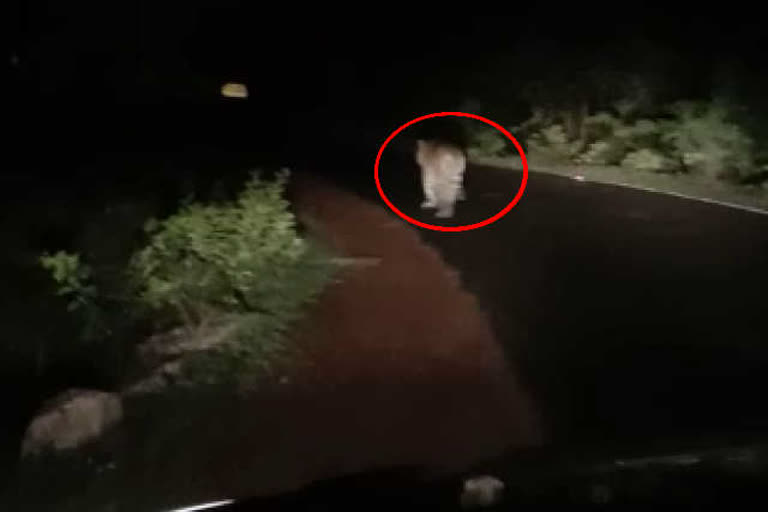 Tiger shows tourists walking on the road