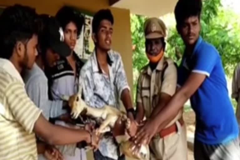 anantapur dst kalyandurgam manal ontimidi village  boy safe a deer and gave it to forest officers