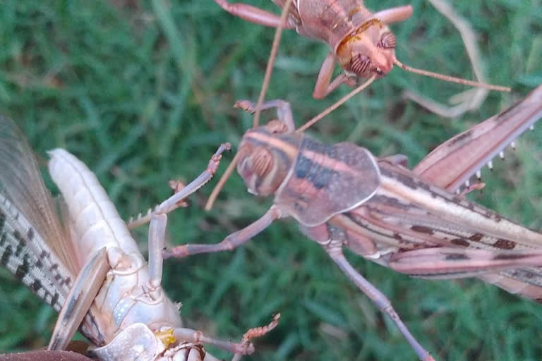 Locust party attack in Jabalpur