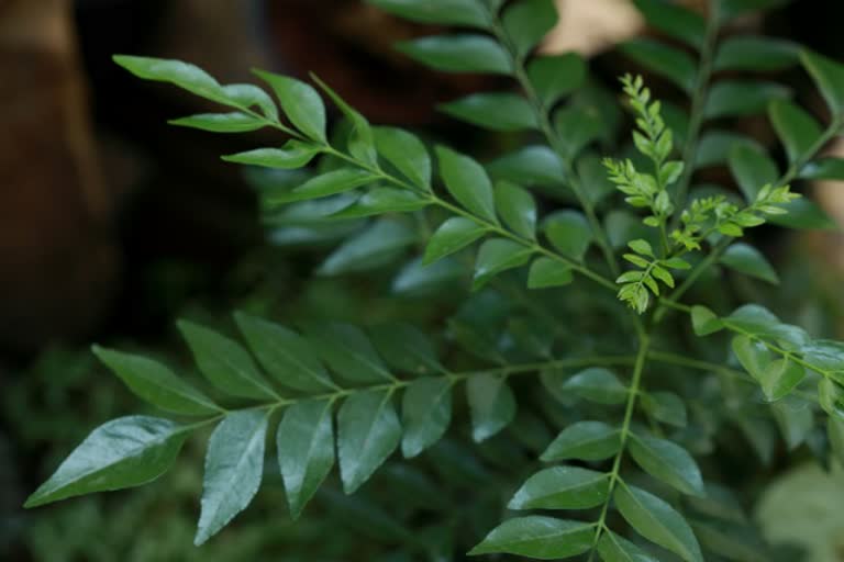 benefits of curry leaves