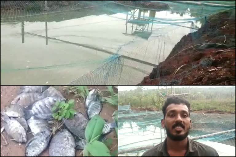 About two thousand fish died  മത്സ്യങ്ങള്‍ ചത്തുപൊങ്ങി  മത്സ്യകൃഷി  fish farming