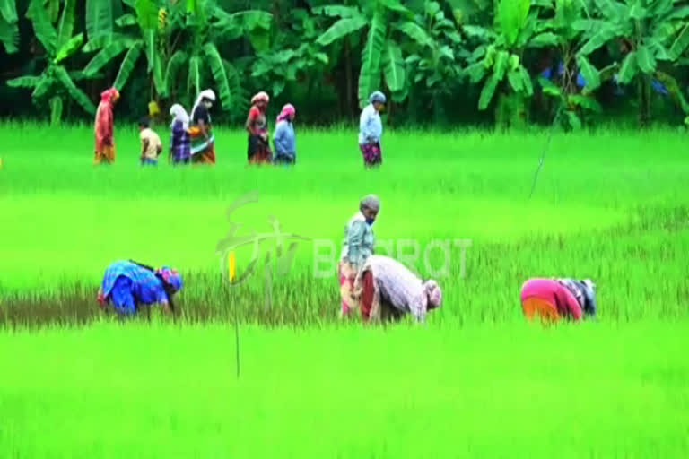 Paddy field  ജപ്പാൻ വയലറ്റ്  വരിനെല്ല്  Jappan violet  ഒന്നാം വിള നെൽകൃഷി