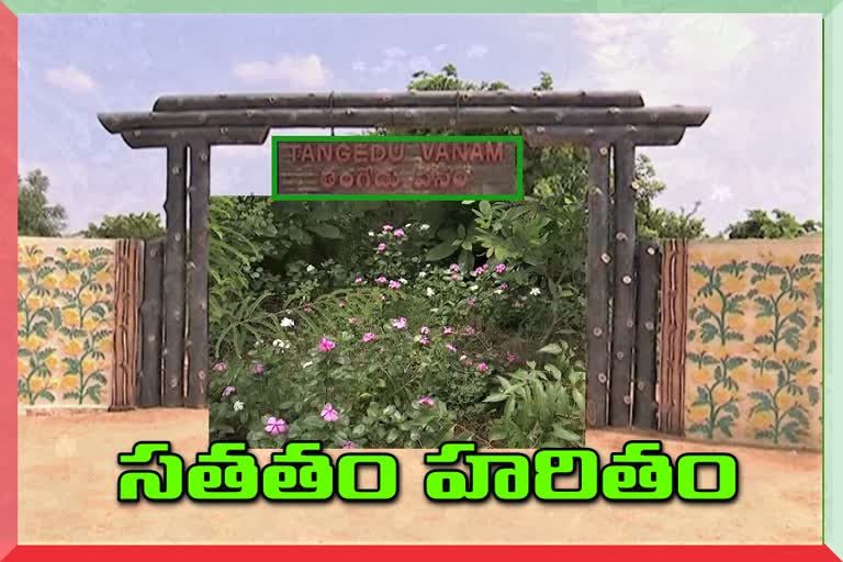 tangedu vanam project in harithaharam scheme to boost greenary in telangana