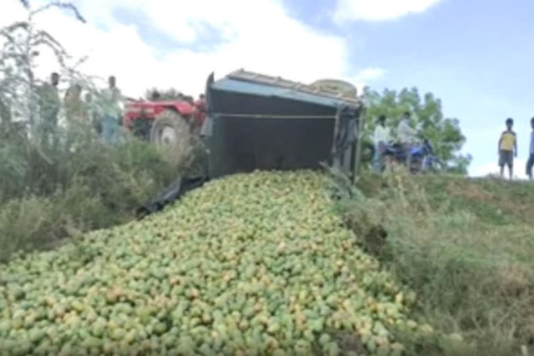 mango_tractor_boltha in chittor district