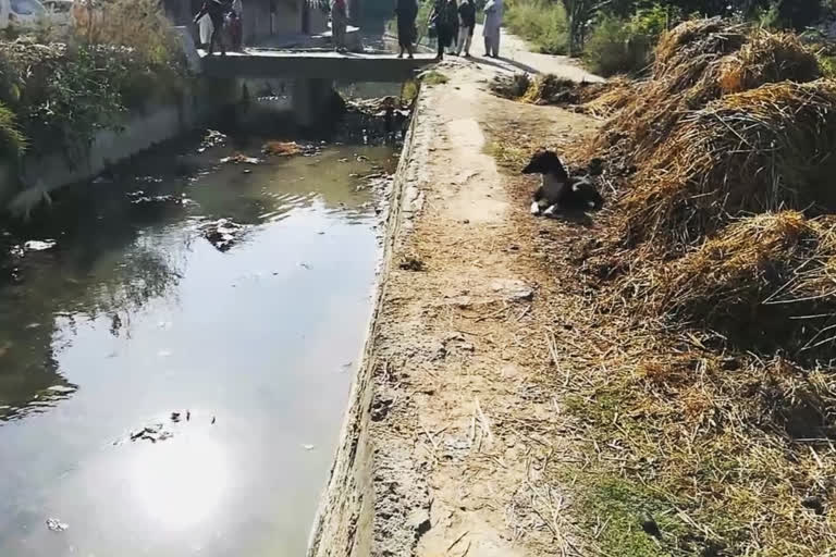 گوبر سے ماحولیاتی نظام آلودہ