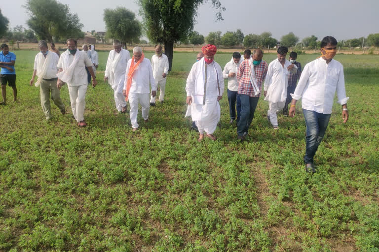 Locust attack affected gram panchayat, jaipur news, सांसद रामचरण बौहरा