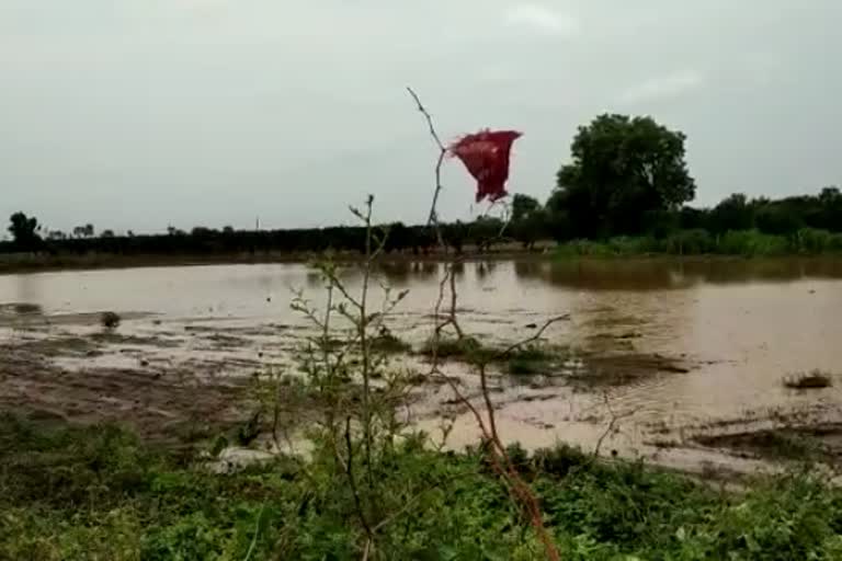 heavy rainfall in washim, farmers loss kharip crop