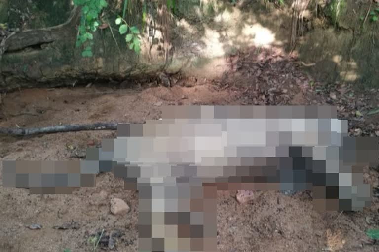 tiger was found dead in the forest of Gadchiroli