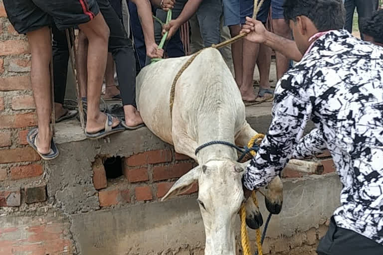 Members of Hanuman Bhakta Yuva Committee rescued cow in Rajnandgaon