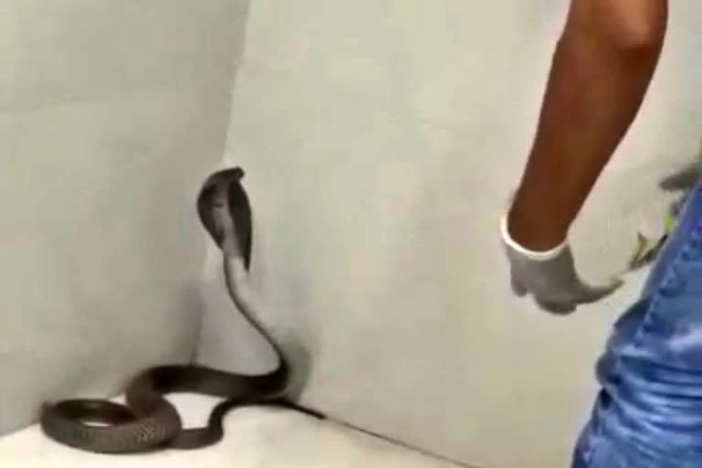 snake-seen-in-hospital-operating-theater-at-nandurbar