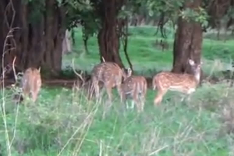 melghat Tiger Project animals getting free space due to lockdown