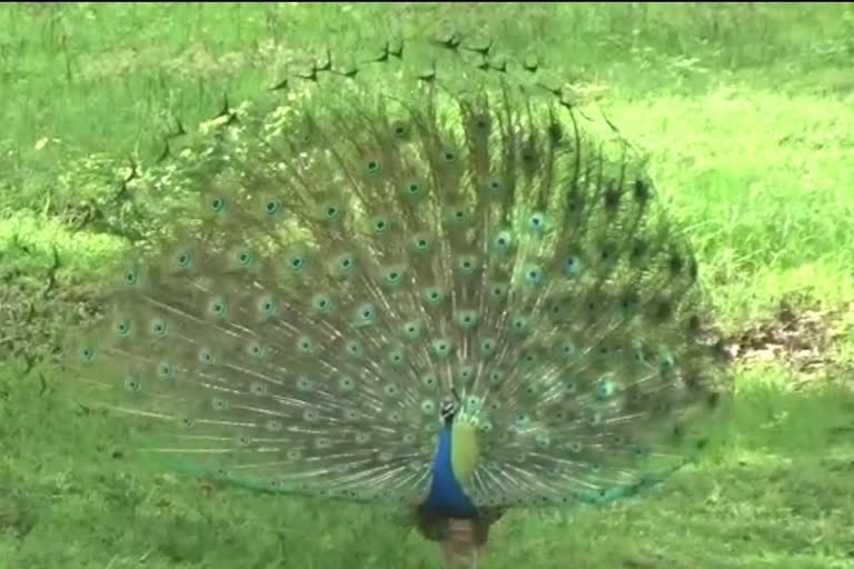 Peacock dancing in gokhale college area