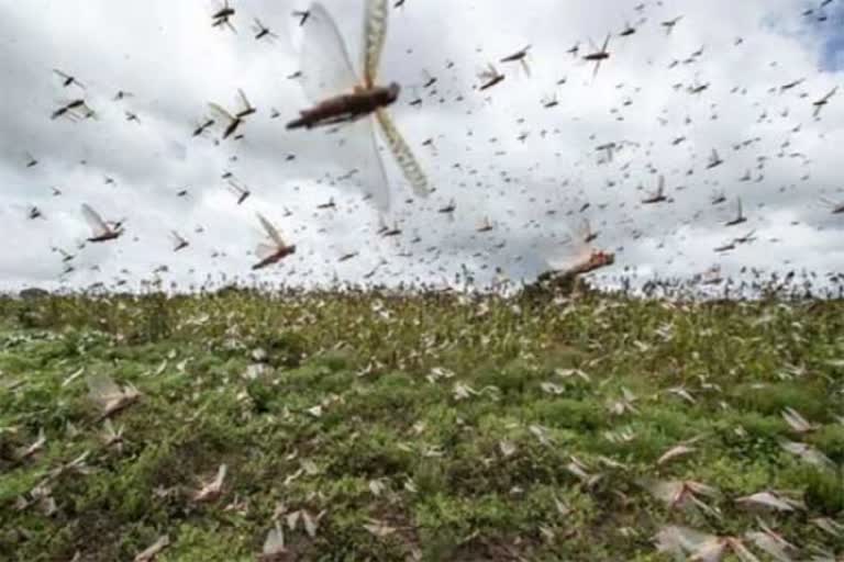 Locust attack: Teams of Agriculture Department carry out chemical spraying in Rajasthan