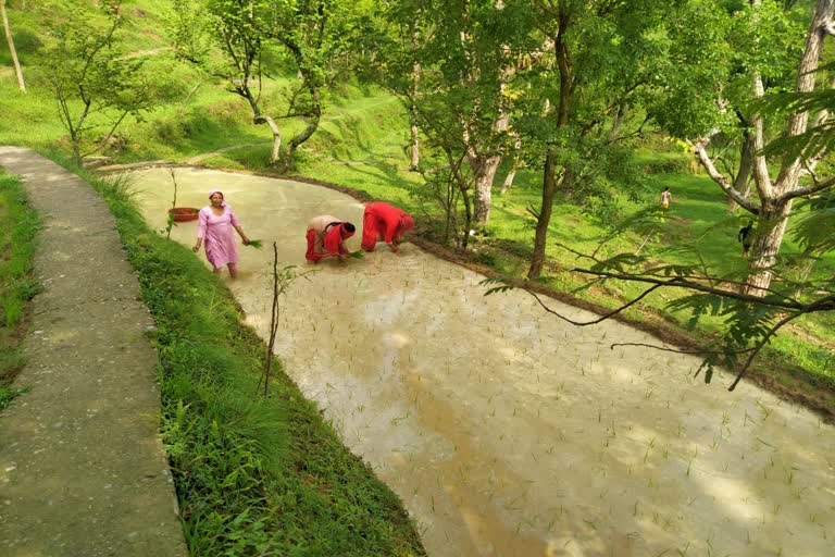 farmers starting paddy Plantation  in mandi