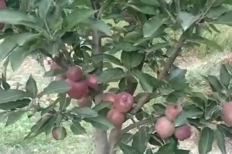 Satellite mandis to open in Shimla in view of apple season