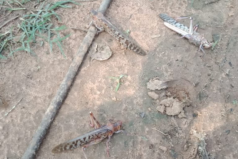 locust-attack-in-bharatpur-of-koriya