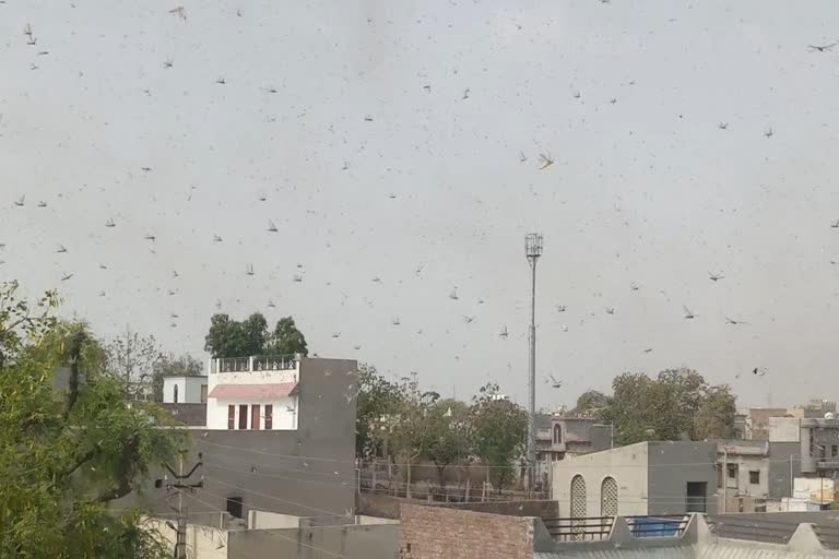 Locust party, राजस्थान न्यूज