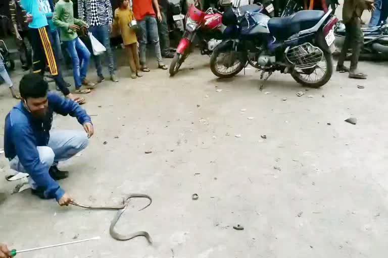 Snake expert catches Cobra