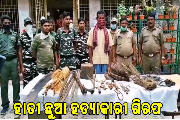 elephent-calf-murder-accused-arrest-by-rourkela-forest-department