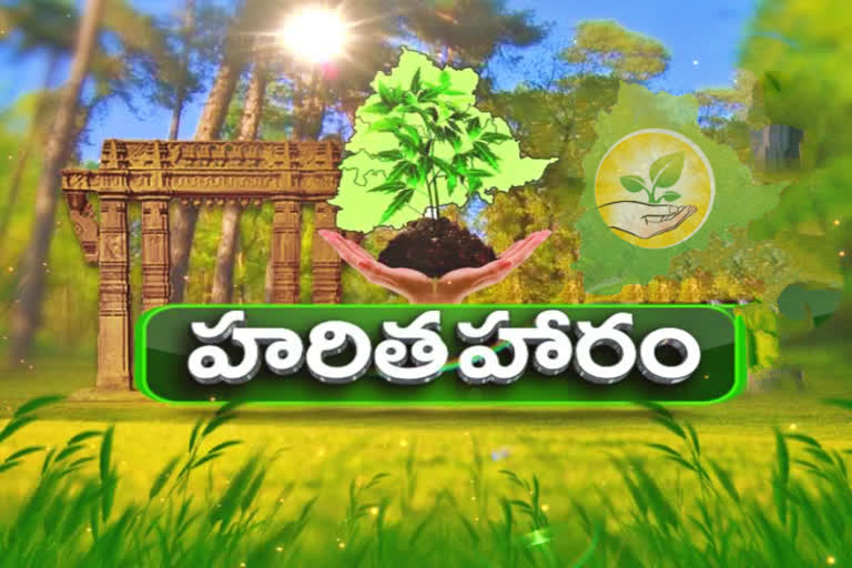 HARITHA HARAM PROGRAM IN TELANGANA OVER ALL