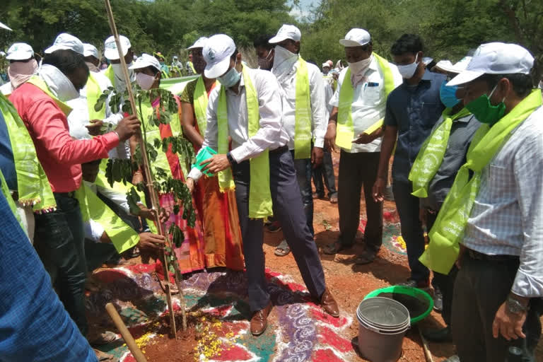 6th phase haritha haaram program in rajanna siricilla