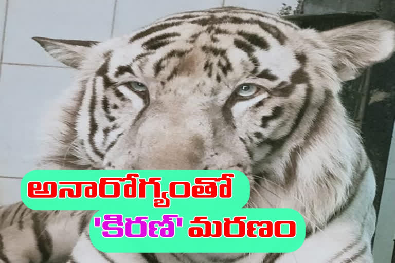 The White tiger kiran Died with Illness in Nehru zoological park Hyderabad