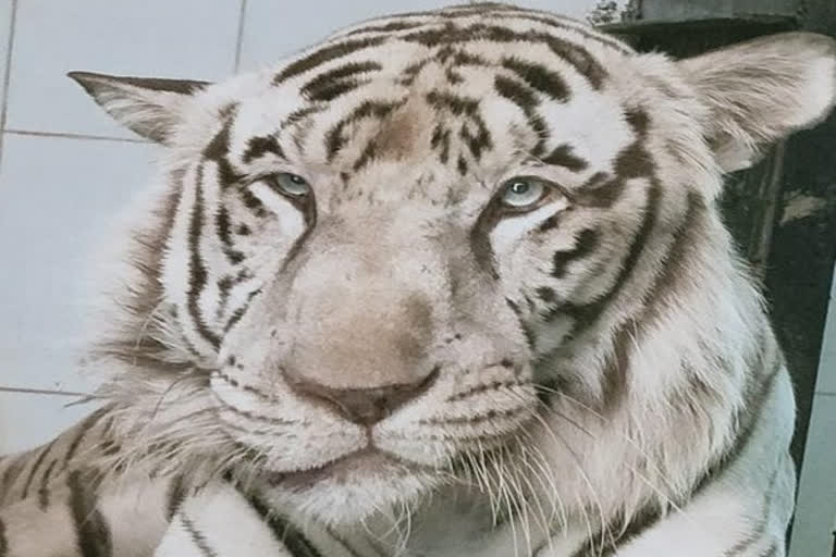 White tiger