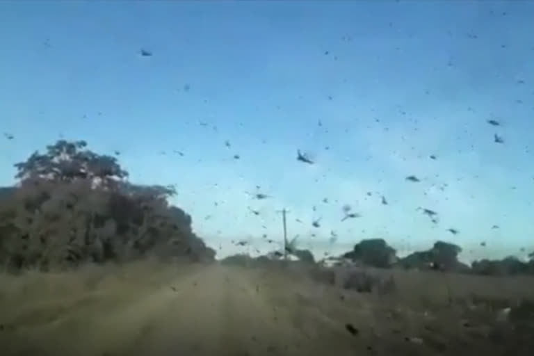 plague of locusts  locusts  Argentina fights plague of locusts  Brazilian agriculture ministry  വെട്ടുകിളി ആക്രമണം  വെട്ടുകിളി അർജന്‍റീന  അർജന്‍റീന  ബ്രസീൽ വെട്ടുകിളി  Brazil locusts