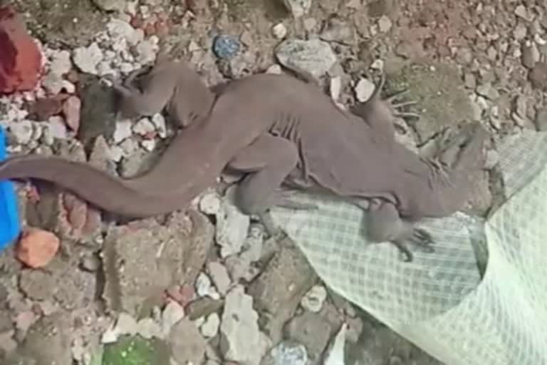 rare species found of reptiles in Hazaribag