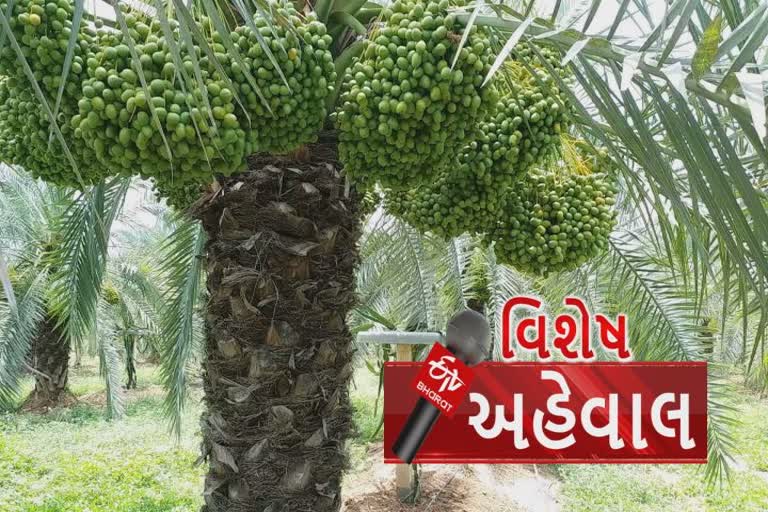 કચ્છમાં શેઢાના રક્ષણ માટે વવાયેલી ખારેક હવે 300 કરોડનું માર્કેટ