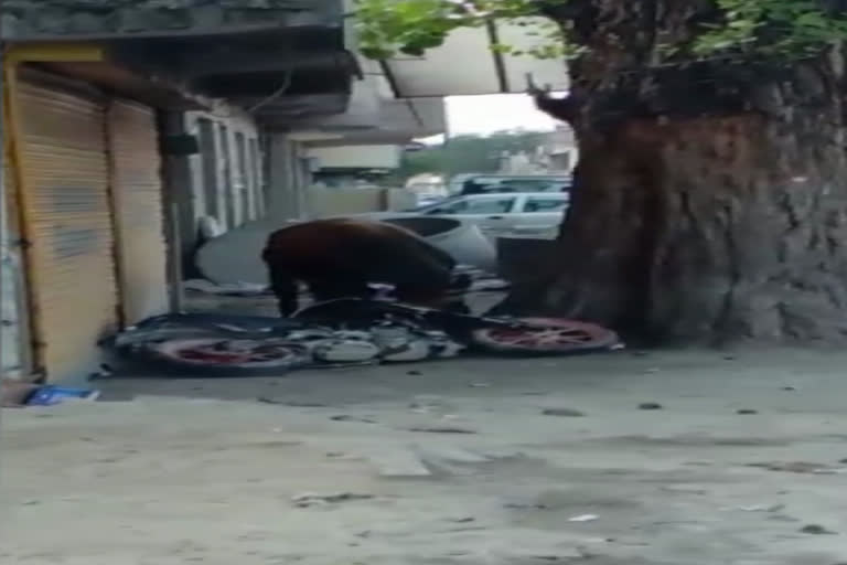 bull hit car motorcycle in kullu.