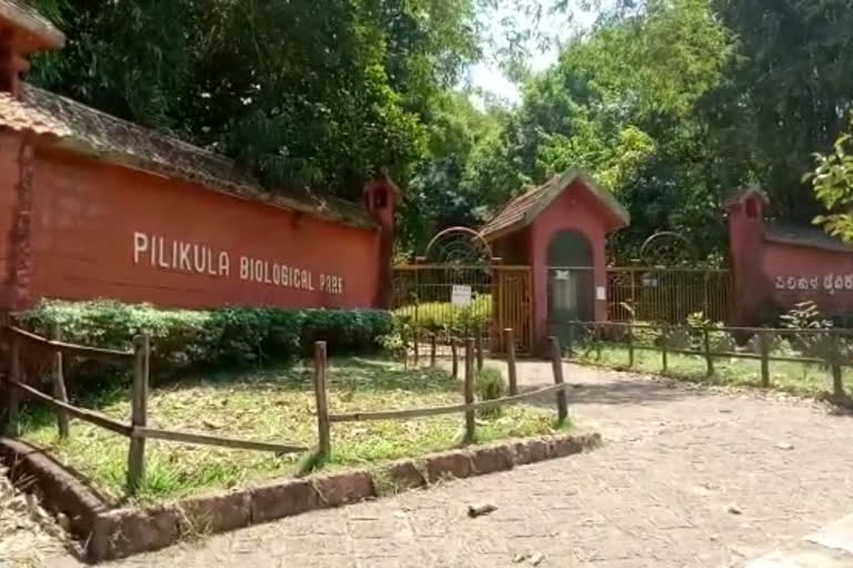 pilikula