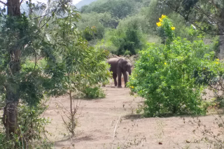 Coimbatore's elephants at risk as another found dead