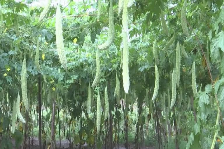 Rajouri: Vegetable Farmers Farming Organic Vegetables