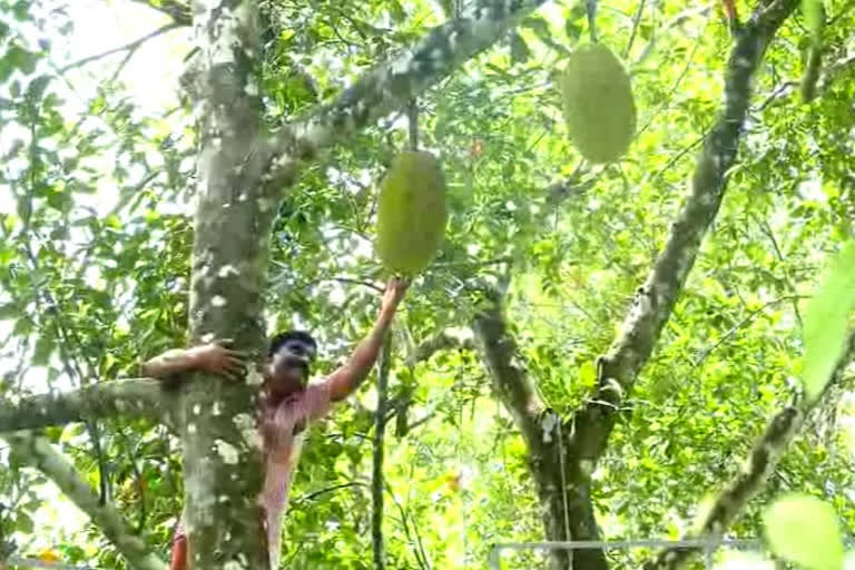 Kerala jackfruit