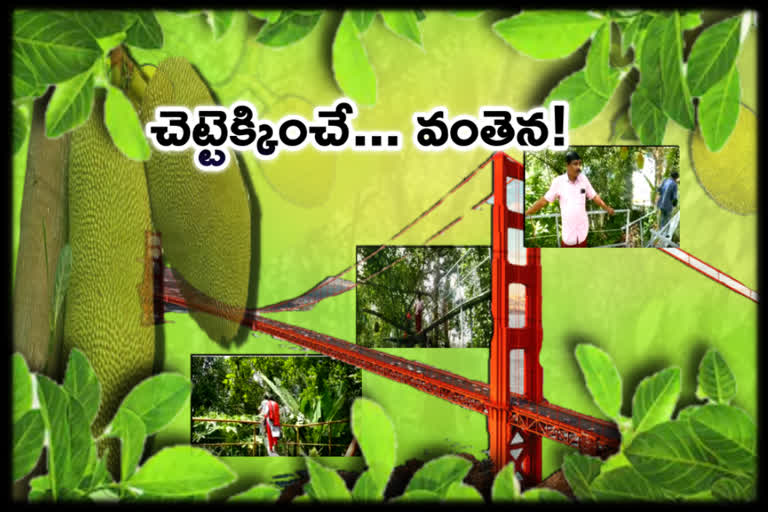 Kollam: This engineer from Kottarakkara, in Kerala, has built a footbridge to pluck jackfruits from the tall jackfruit trees.