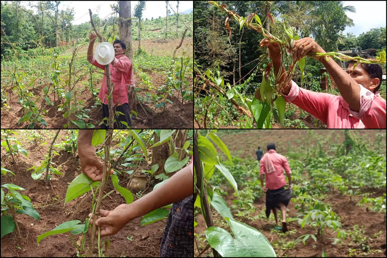 മലപ്പുറം  കൃഷിയിൽ നേട്ടങ്ങൾ കൊയ്ത് ഷാജിട  പൂളപ്പാടം സ്വദേശി ഷാജി  farming  malappuram