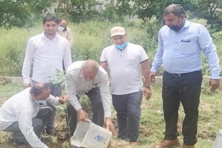 Plantation campaign started in badi sonipat