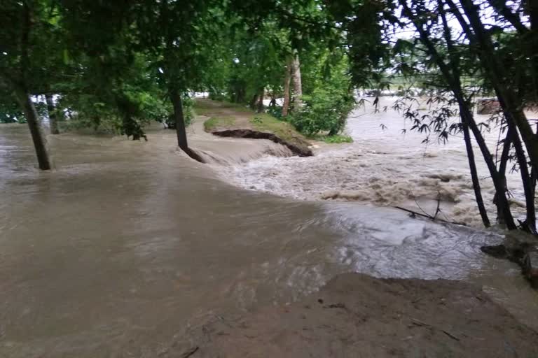 Flood increases in tihu nalbari silent role of district administration nalbari assam etv bharat news