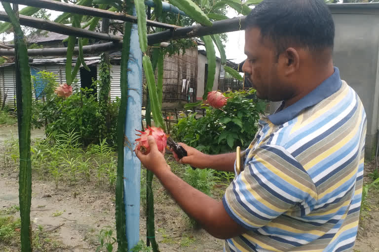 ড্ৰেগন ফলৰ খেতিৰে আত্মনিৰ্ভশীলতাৰ নিদৰ্শন যুৱকৰ