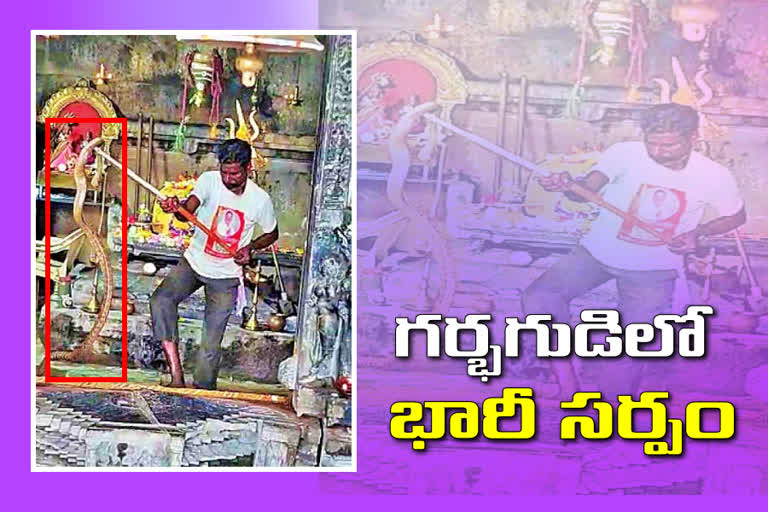 a-huge-snake-came-into-the-temple-in-jayashankar-bhupalapally-district