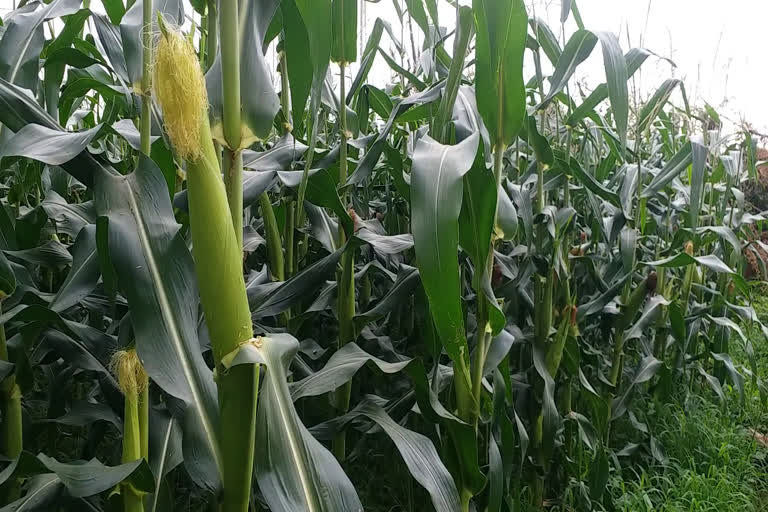 Maize farming