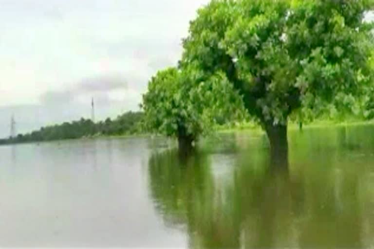 massive flood in kaziranga national park