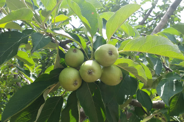 Kullu apple