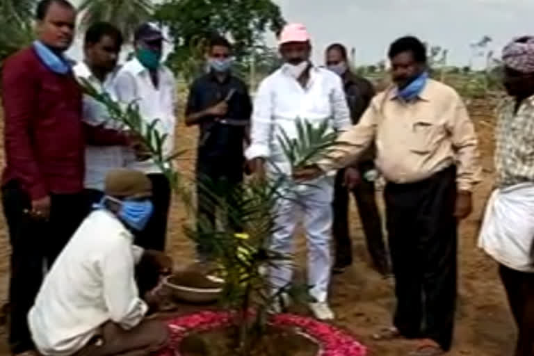 Devarkadra MLA Ala venkateswar reddy planted Oil Farm plants in Bhuthupur mandal