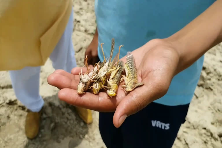 locust attack in faridabad