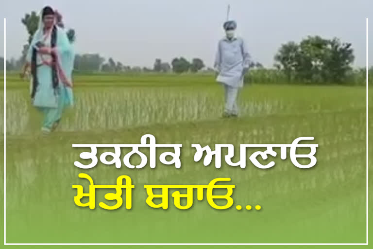 farmer Balbir Kahlon sowed paddy after getting information from internet in gurdaspur