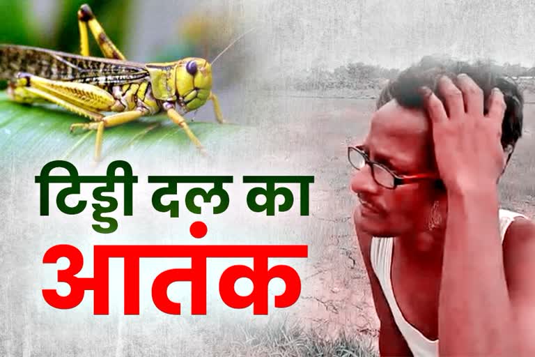 locust attack in bihar